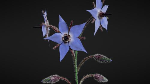 Borage Flower preview image